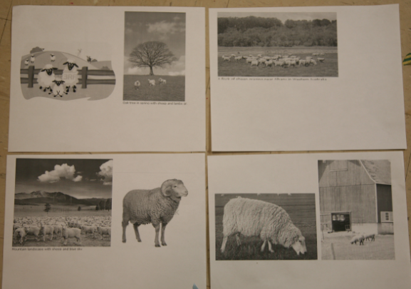sheep images