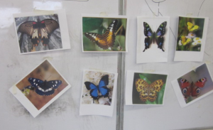 pictures of butterflies
